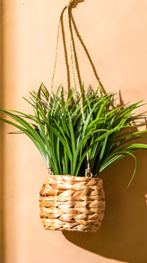 suspension plante