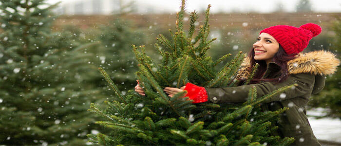 mujer que elige un árbol de Navidad natural
