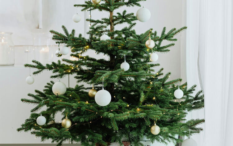 Wann den Weihnachtsbaum aufstellen ?