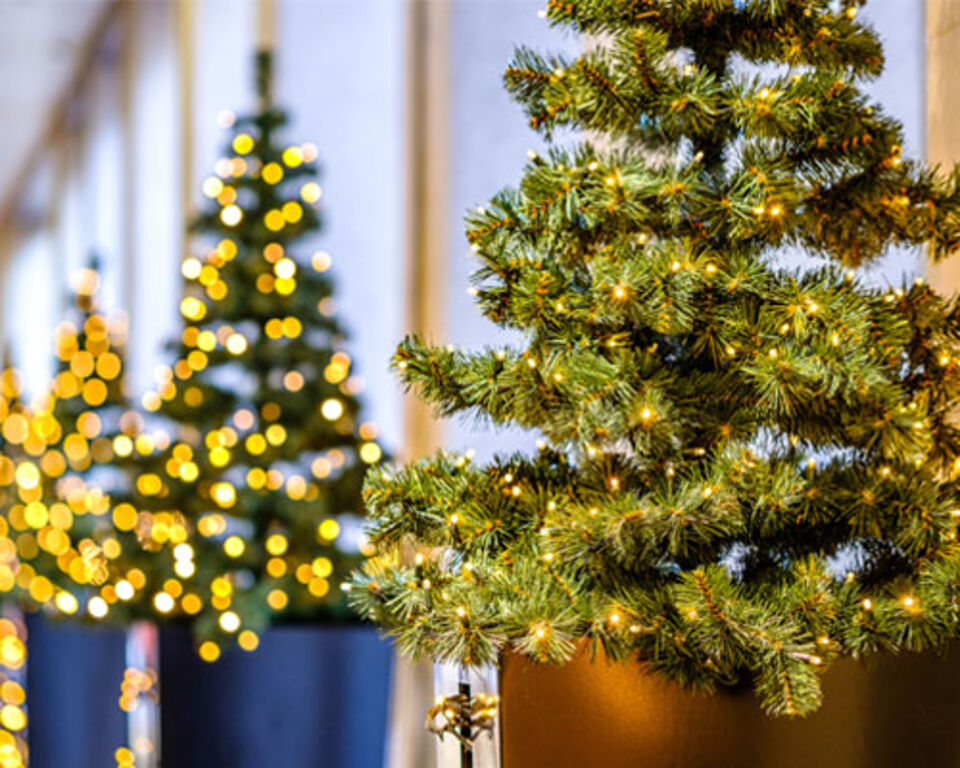 Erleuchtete Weihnachtsbäume