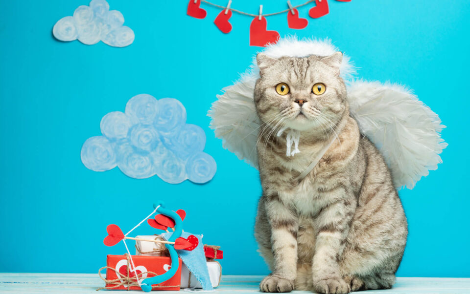 gatto cupido della San Valentino
