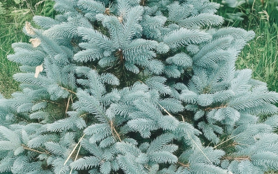 sapin Nobilis reflets bleutés
