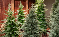 sapins de noël réalistes