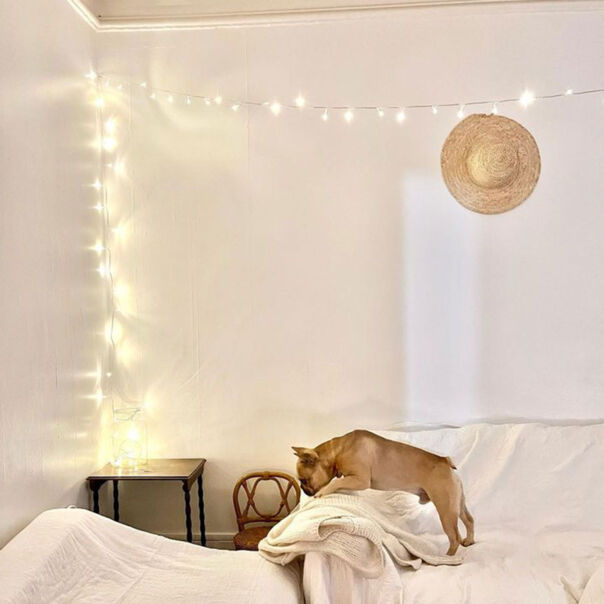 guirlande lumineuse chien sur canapé