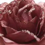 https://cdn1.eminza.com/uploads/cache/legacy_product_150_standard/uploads/media/64fdb2ebb2641/fleur-decorative-sur-pince-pailletee-vieux-rose-2