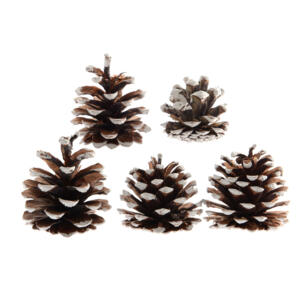 Set van 5 dennenappels Pinus nigra besneeuwd naturelkleur