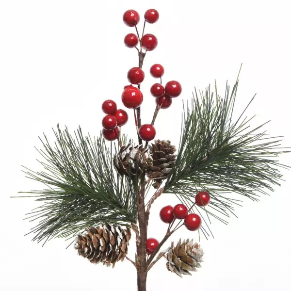 Natuurlijke tak  Klervie Rood