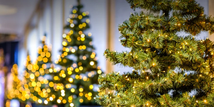 M_NOEL_sapins_393x197.jpg