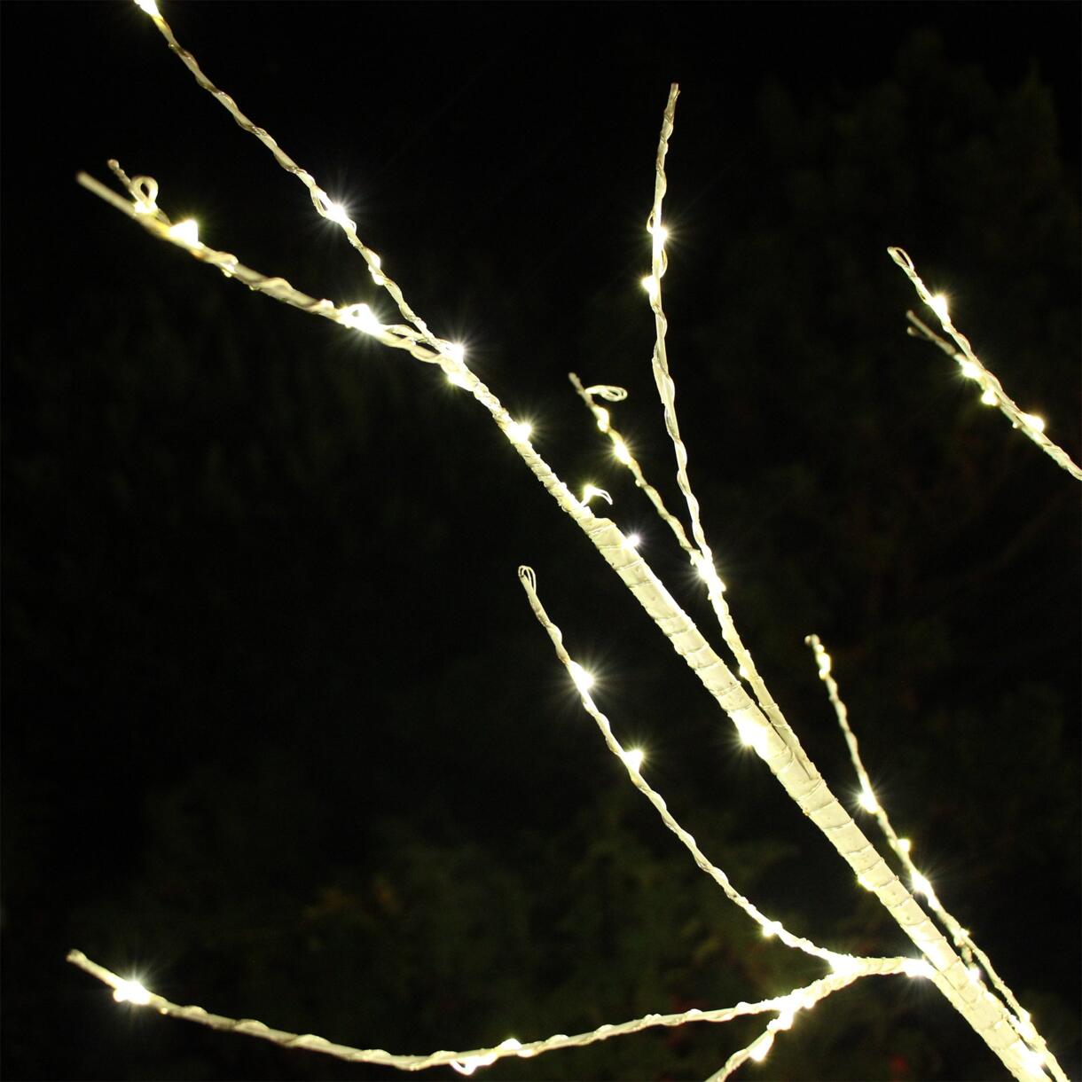 Abedul luminoso Lucidum Altura 150 cm  6