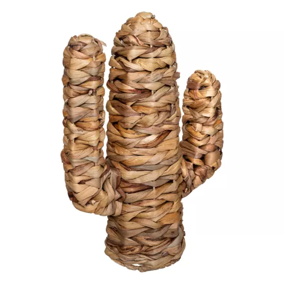 Cactus natural Haci 2