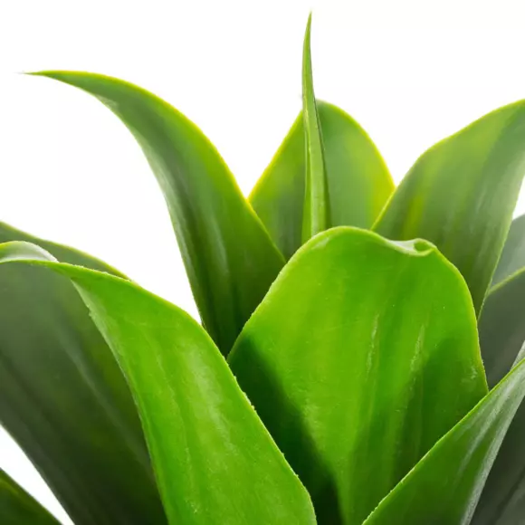 Aloe vera Gardena Verde 2
