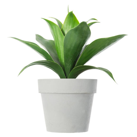 Aloe vera Gardena Vert 3