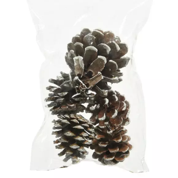 Lote de 5 conos de pino Pinus nigra nevados Natural 2