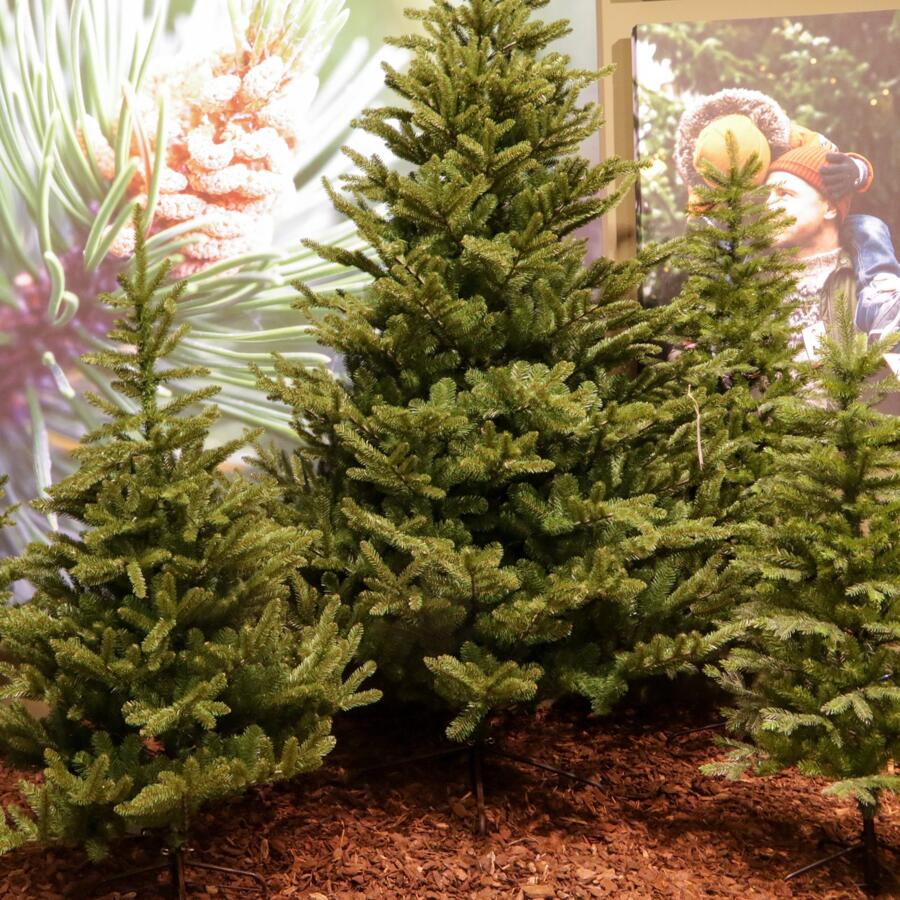 Albero di Natale artificiale Liberty spruce Alt. 300 cm Verde abete 4