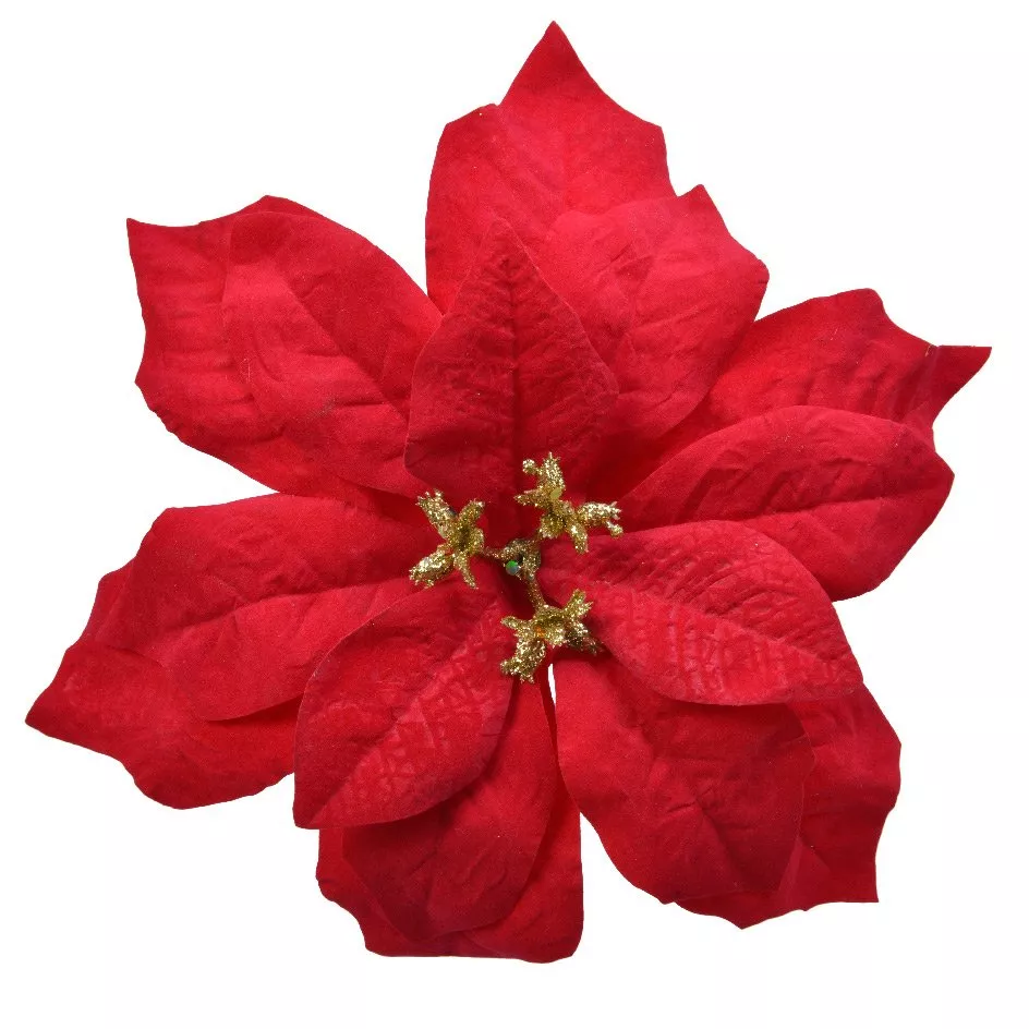 Fiore di Natale Giana a clips Rosso