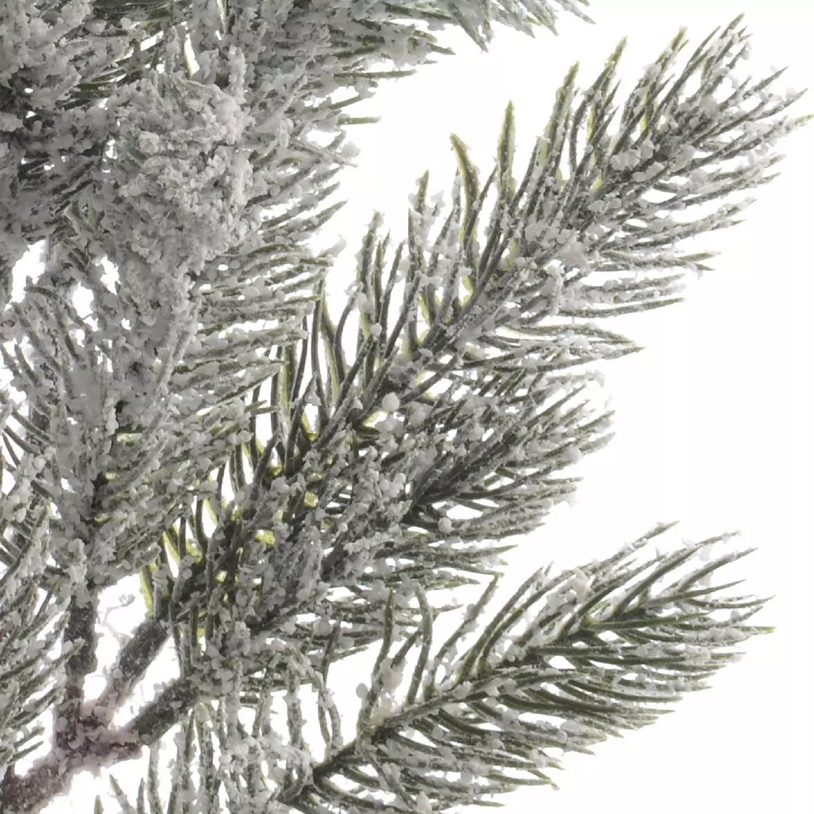 Besneeuwde tak Tinderami besneeuwd groen 2