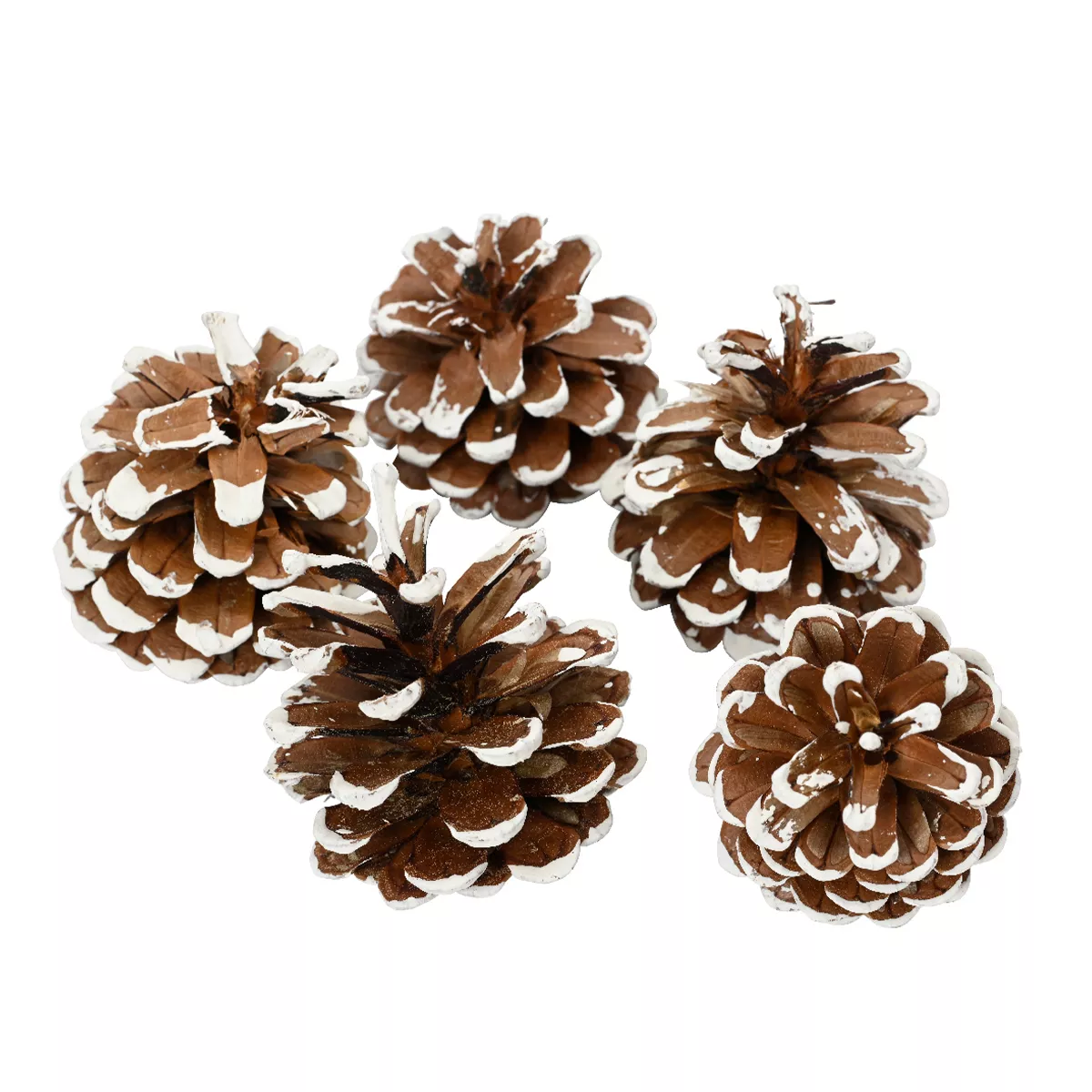 Lot de 5 pommes de pin Pinus nigra enneigées  Naturel